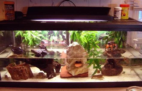 10 Best Crayfish Aquarium images | Aquarium, Fish tank, Freshwater aquarium