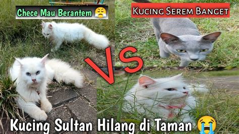 Kucing Sultan Hilang DiTaman Chece Si Kucing Judes Vs Kucing Seram