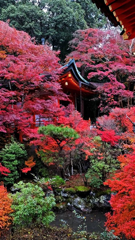 Wallpaper Temple, Autumn, Japan, Kyoto - Autumn In Japan 4k (#2498659 ...