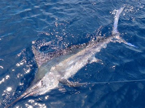 Marlin on the Gold Coast - BKs Gold Coast Fishing Charters