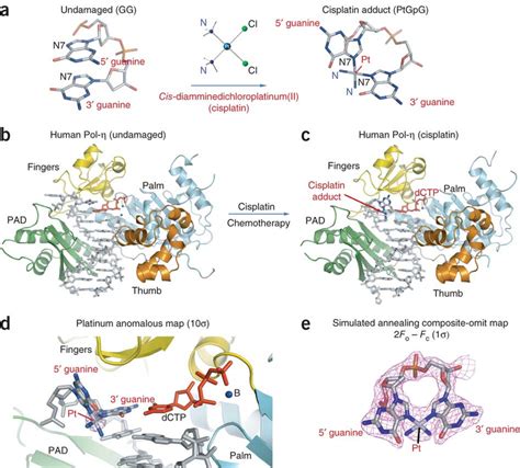 Human Pol ηDNA ternary complexes a Schematic of the reaction of