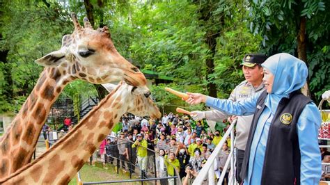 Pengunjung KBS Membludak Saat Libur Lebaran Idul Fitri Khofifah