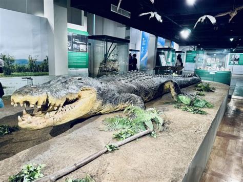 Museum Guide: National Museum of Natural History in Manila - Out of ...
