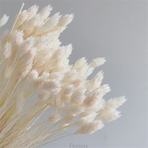 Фаларис, сухоцвет, цвет белый, в упаковке 90-100 штук: продажа, цена в ...