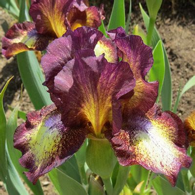 Ирис бородатый Хот Фьюдж Hot Fudge Hot Fudge описание сорта фото саженцы посадка