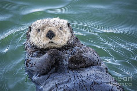 Sea Otter Floating Photograph by Paulette Sinclair