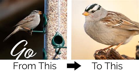 The Ultimate Guide to Better Backyard Bird Photography