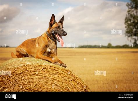 belgian malinois military working dog  res stock photography  images alamy