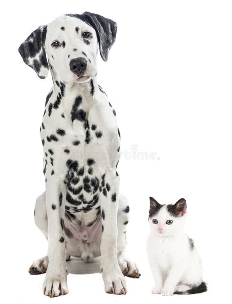 Gato Blanco Y Negro Y Perro Aislados En Blanco Imagen De Archivo