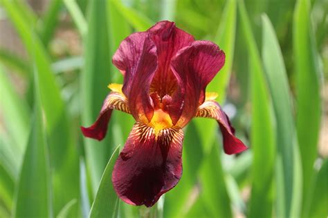 Саженец Ириса Эттеншн Плиз