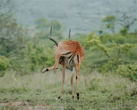 The Ultimate Isimangaliso Wetland Park Travel Guide