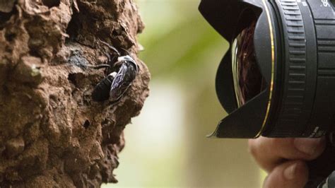 Worlds Largest Bee Is Spotted For First Time In Decades Npr