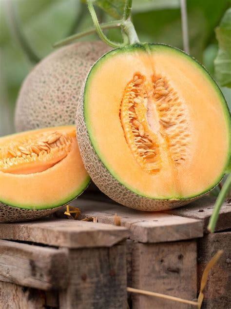 Tout Savoir Sur Le Melon Et Ses Bienfaits Easy Vegetables To Grow