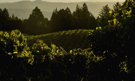 Sequoia Grove Winery Napa Valley Winery Cabernet Sauvignon