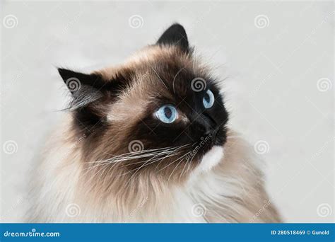 Ragdoll cat with blue eyes stock image. Image of animal - 280518469