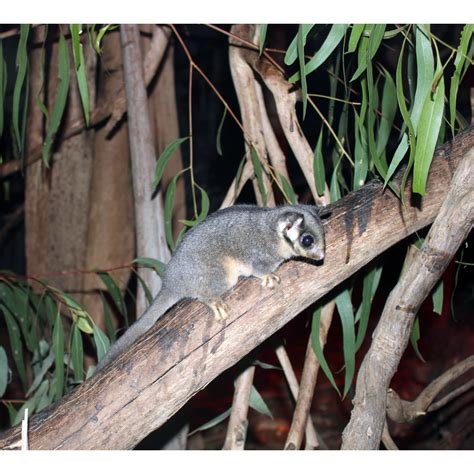 Беличьи кускусы (Gymnobelideus) | LifeCatalog