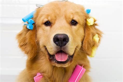 Golden Retriever Getting His Hair Done Stock Photo Image Of Glamor