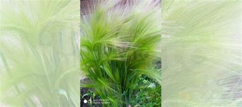 Ячмень гривастый купить в Щелково | Товары для дома и дачи | Авито