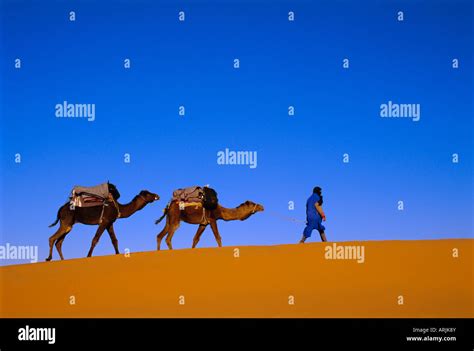 Camel train through desert, Morocco, North Africa Stock Photo - Alamy