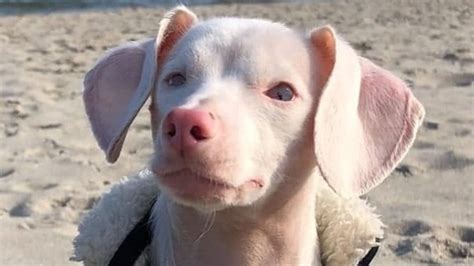 Piglet the dog, the deaf and blind pink pooch is inspiring others with ...