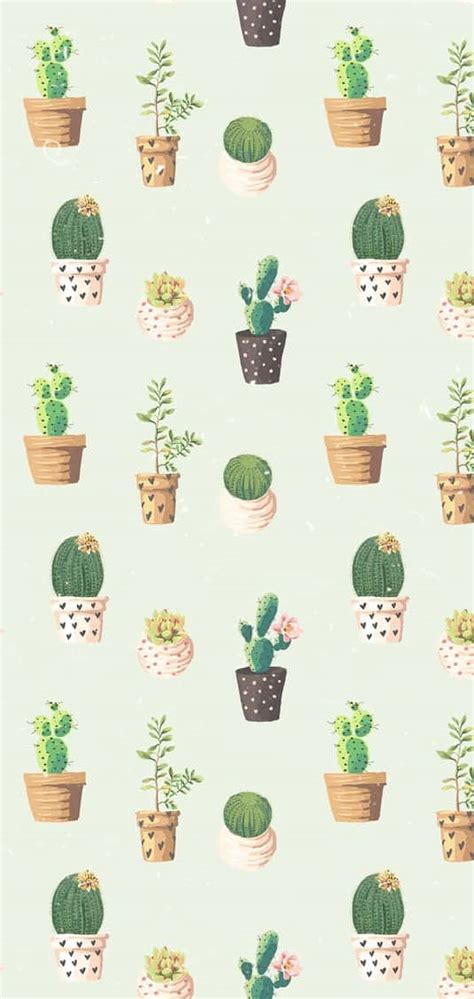 Cactus Iphone Wallpapers Wallpapers