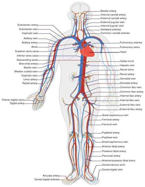 Schematic Map Of Systemic Arteries