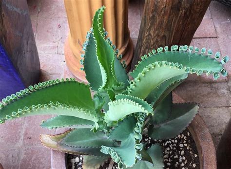 Mother Of Thousands Plant Care Tips Mexican Hat Plant