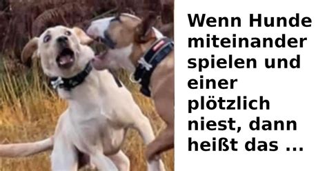 Verhalten von Hunden von Hunde Psychologin erklärt Heftig