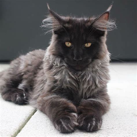 Cats Maine Coon Facts at Seth Darcy-irvine blog