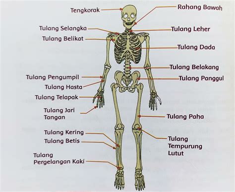Ilmu 212 Otot Dan Sistem Gerak Manusia Riset