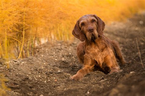 Wirehaired Vizsla Dog Breed Characteristics Facts And Pictures