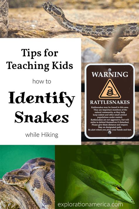 Tips For Teaching Kids How To Identify Snakes When Hiking Snakes For