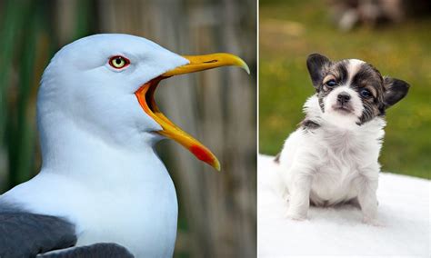 Seagull Swoops Down And Steals Chihuahua Puppy From A Garden Search On