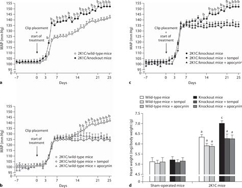 Figure 1 From Knockout Of Angiotensin 17 Receptor Mas Worsens The