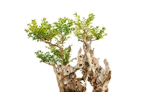 Quale E Il Significato Della Parola Giapponese Bonsai Mondo Bonsai