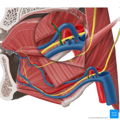 Nerve Supply Of Tongue - Tongue and palate - Inferior surface of soft ...