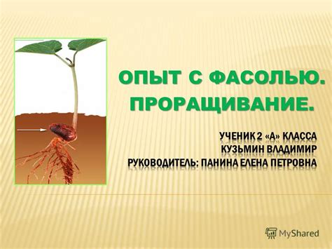 Презентация на тему: "Опыт с фасолью.". Скачать бесплатно и без ...