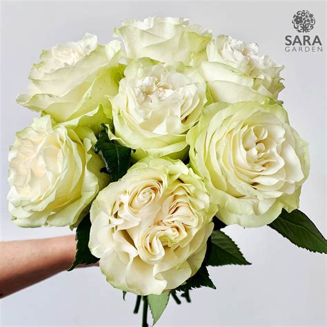 Moonstone - Sara Garden