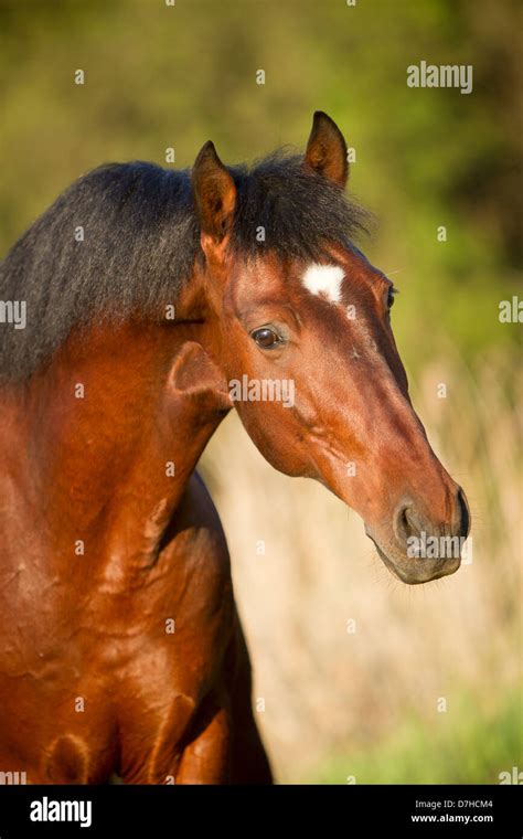 Andalusian Horse Portrait Of Bay Horse Stock Photo Alamy