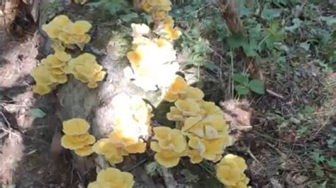 Грибы и их виды (Поющий грибник) | Вешенка лимонная (Pleurotus ...