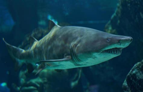 Tigershark Stock Photos, Images and Backgrounds for Free Download