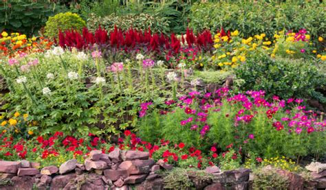 Comment et pourquoi démarrer un jardin de fleurs