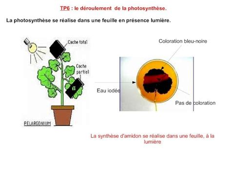 PDF TP6 le déroulement de la photosynthèse La photosynthèse