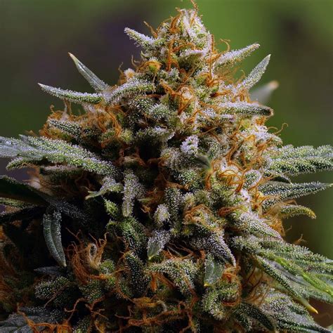 Northern Lights Auto Cannabis Seeds Fast Buds