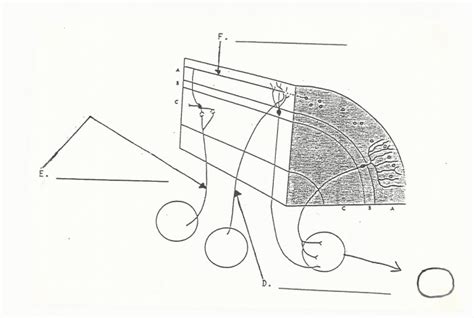 Histology of Cerebellum Diagram | Quizlet
