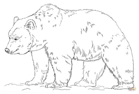 Realistic Bear Coloring Pages At Free Printable Colorings Pages To Print And