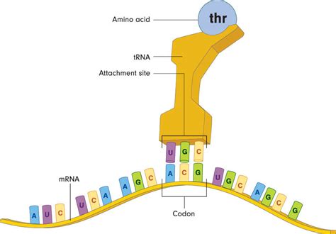 Stop Codon - The Definitive Guide | Biology Dictionary