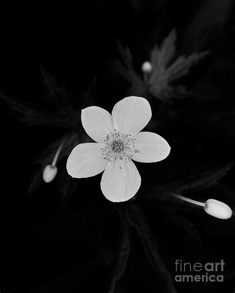 Anemone In Black And White Photograph By Matt Rohlader Pixels