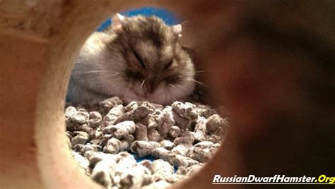 Russian Dwarf Hamster Care Sheet - 3 Step Guide