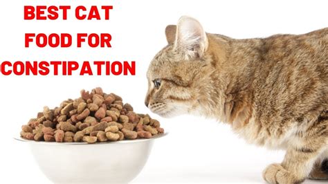 Best Cat Food For Constipation Best High Fiber Wet Cat Food YouTube